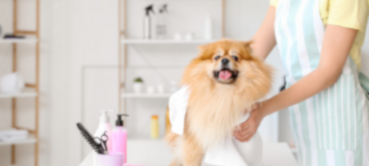 Effortless Pet Cleaning After Winter Walks: Tips for a Cleaner Home